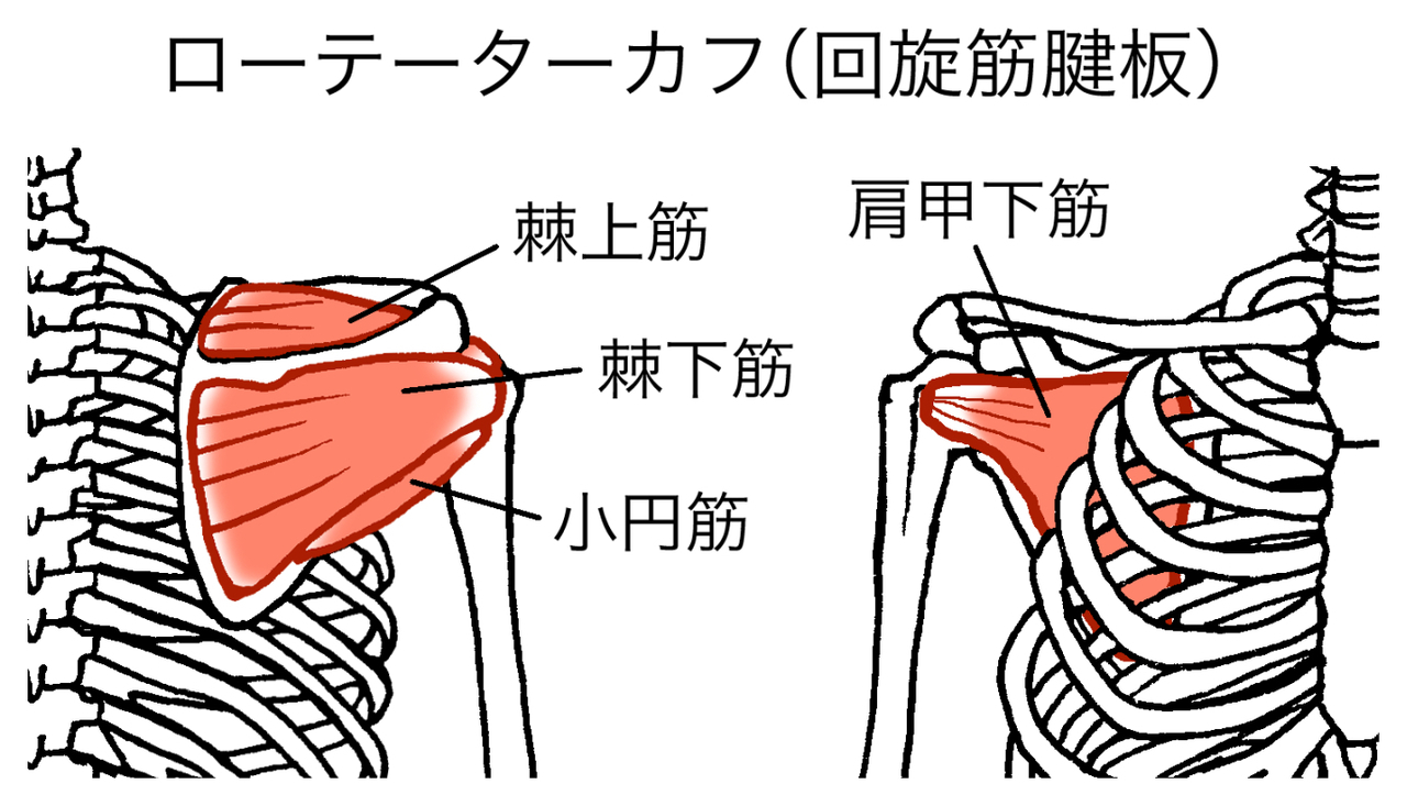 肩関節のインナーマッスル