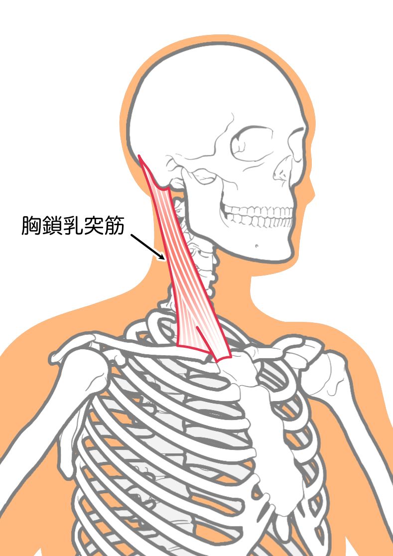 胸鎖乳突筋の画像