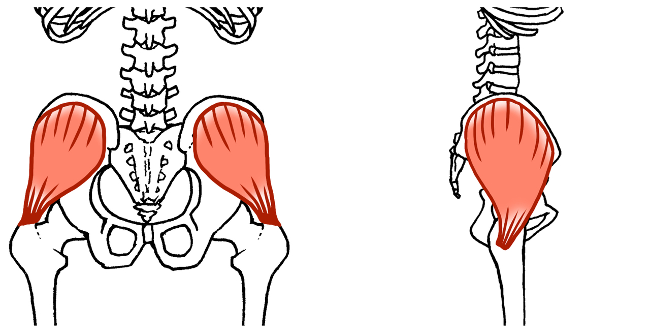 中臀筋のイラスト
