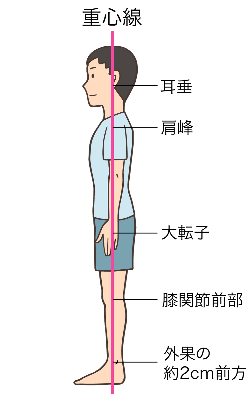 解剖学的な良い姿勢