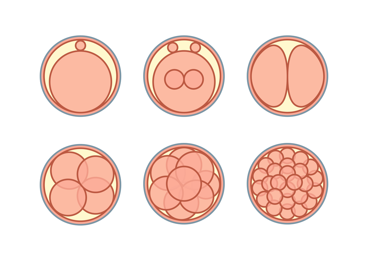 胚盤胞の発育過程（初期）