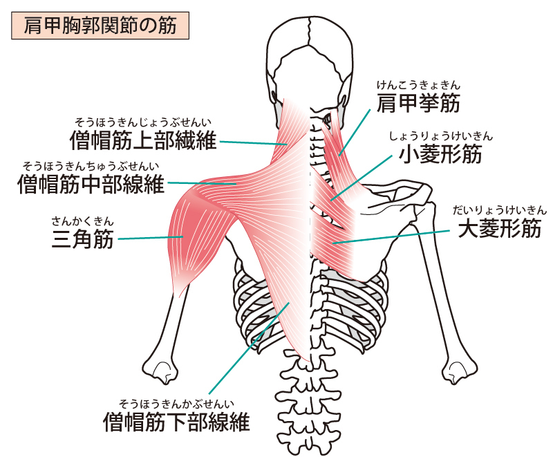 三角筋