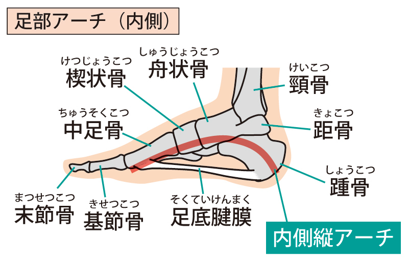 足部の骨格