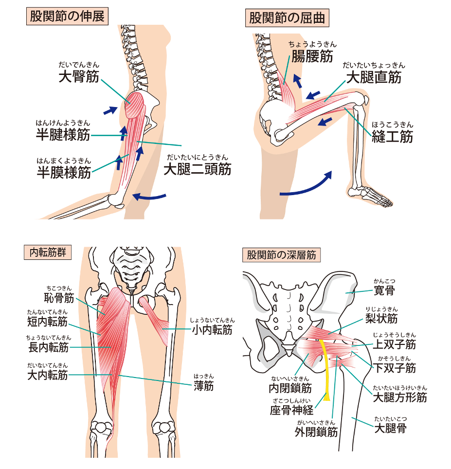 股関節周囲筋