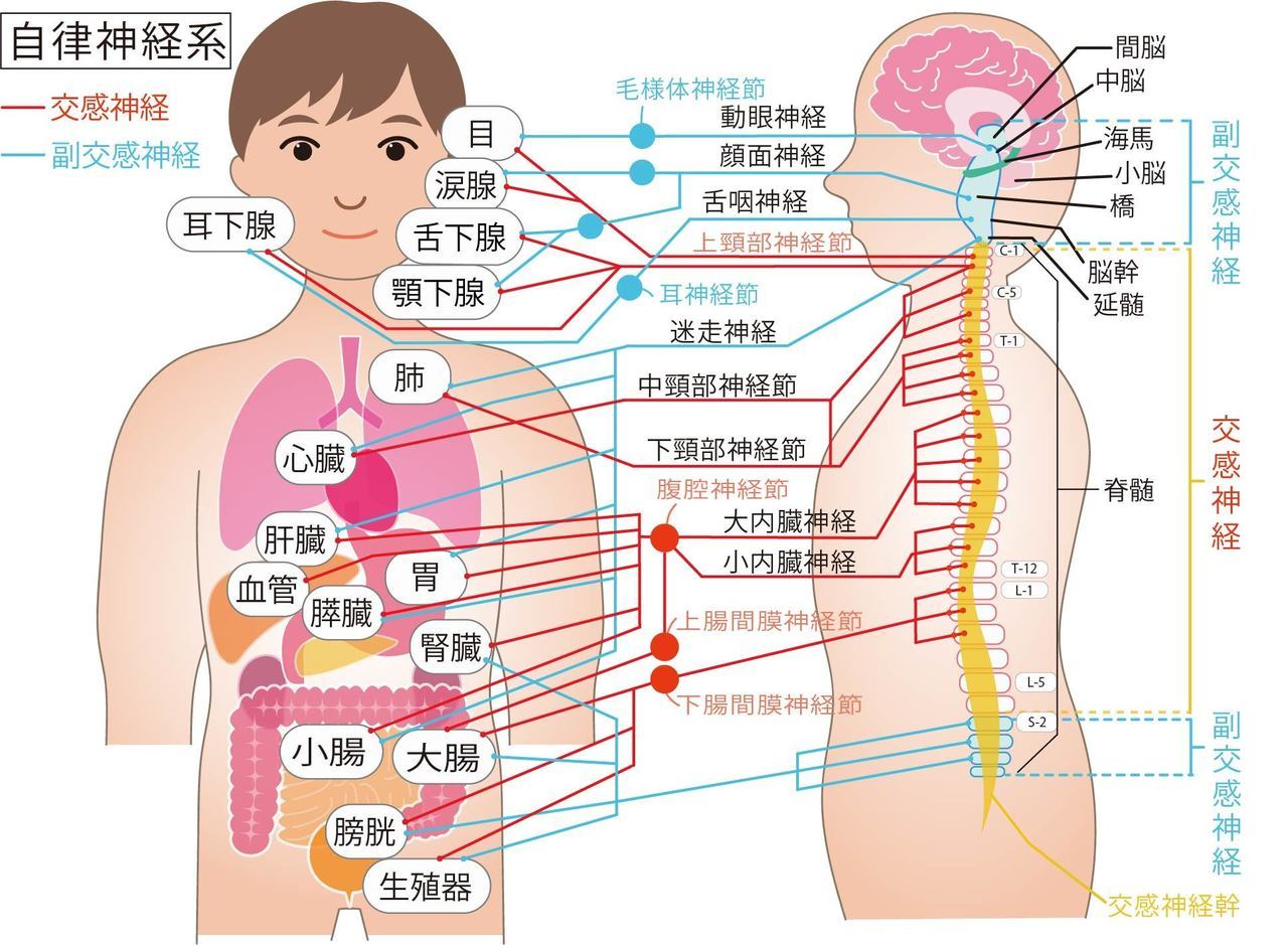 自律神経の分布図