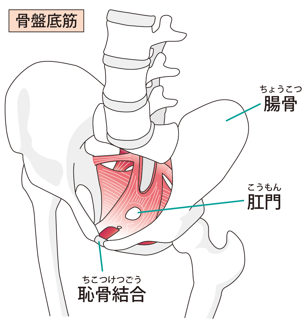 上から見た骨盤底筋