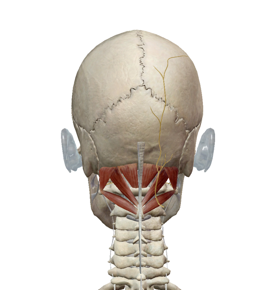 後頭下筋群の画像