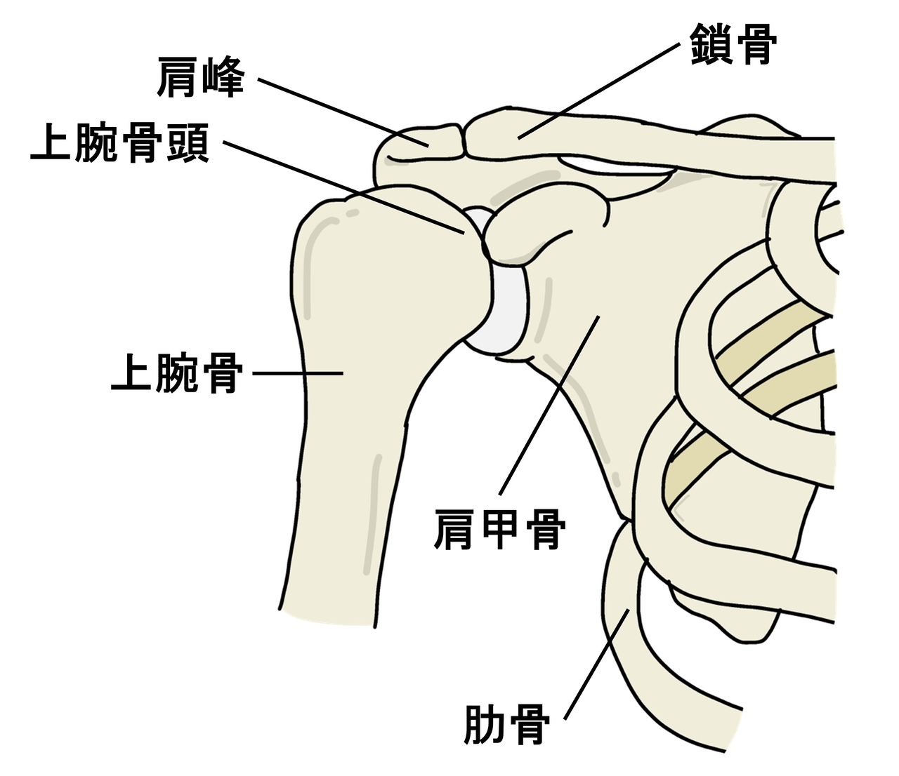 肩関節の構造