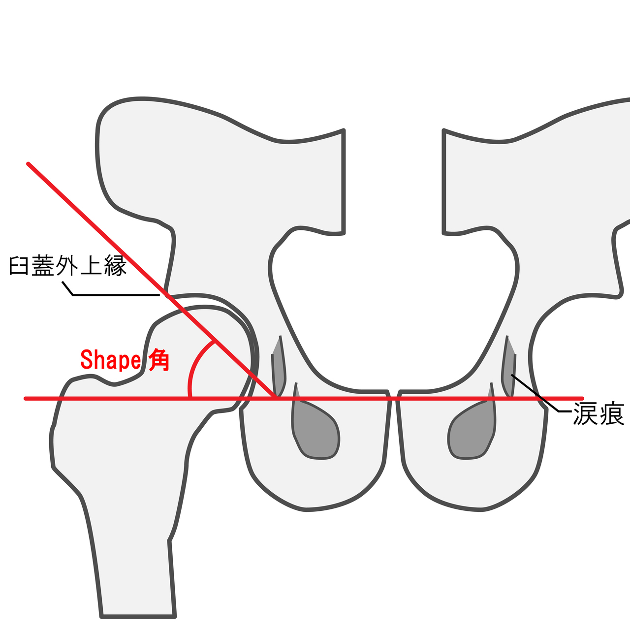 股関節の構造