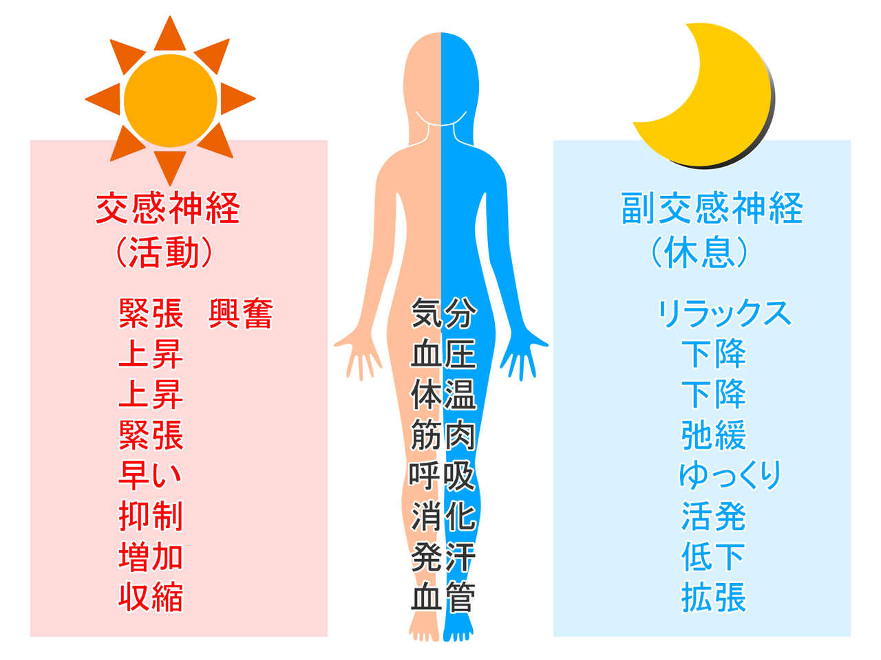 交感神経と副交感神経の働き