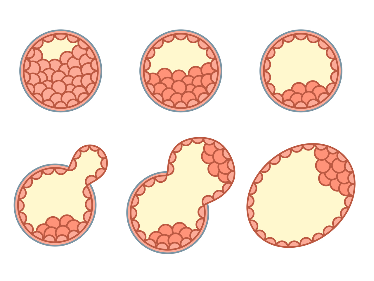 胚盤胞の発育過程（後期）