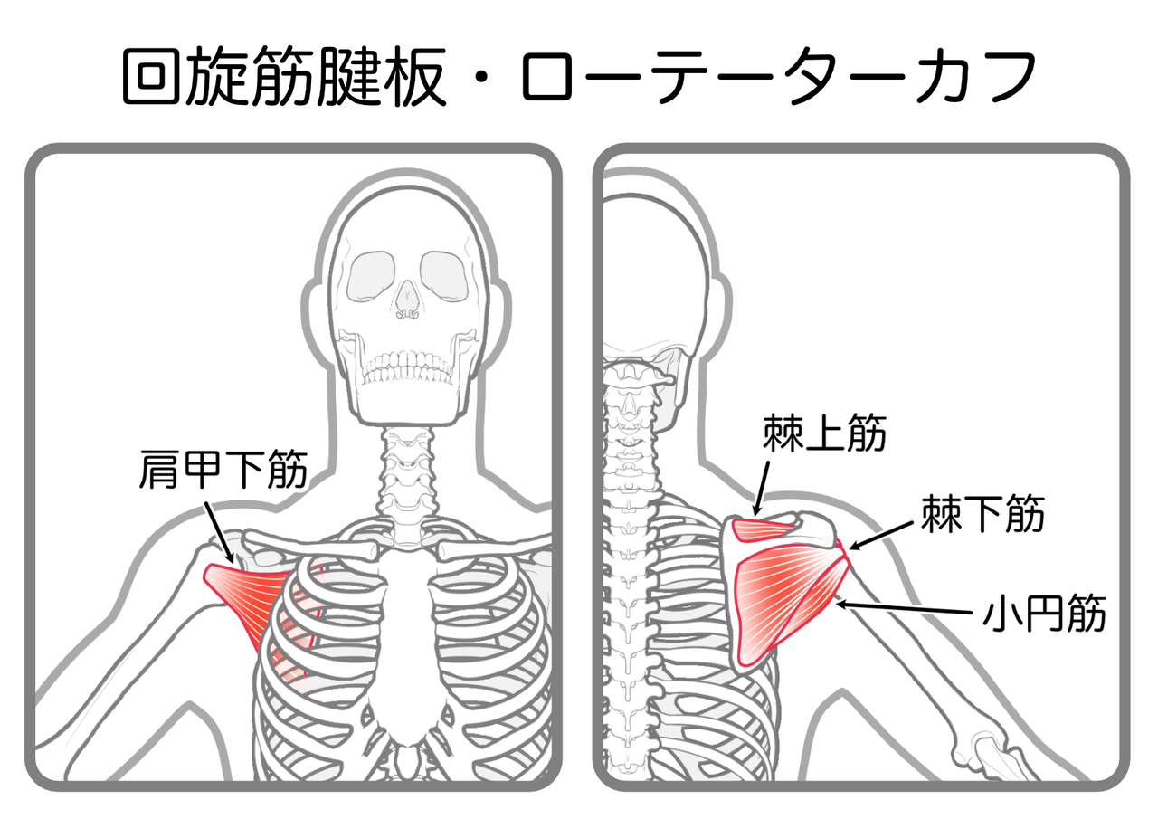 回旋筋腱板