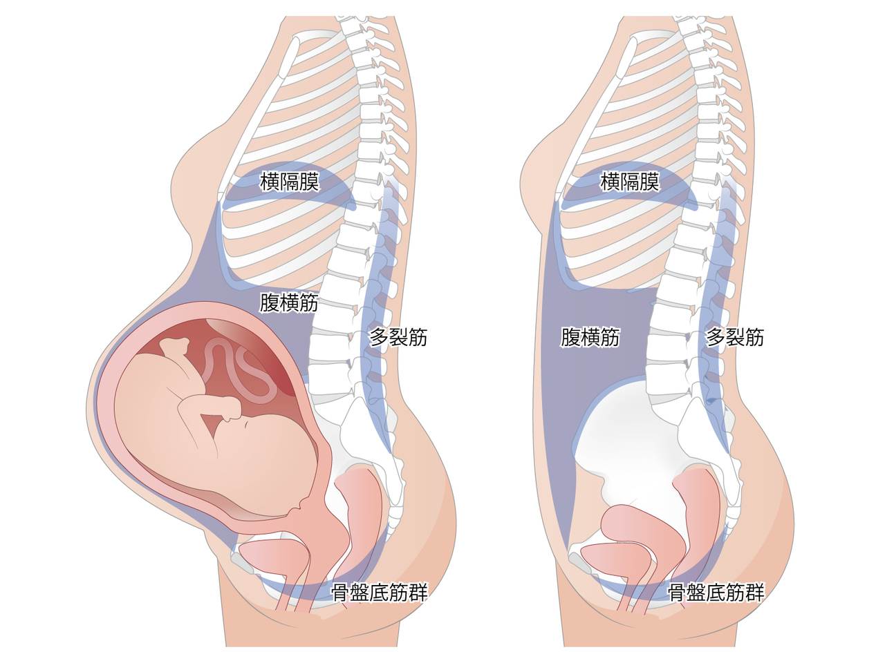 妊娠中の身体