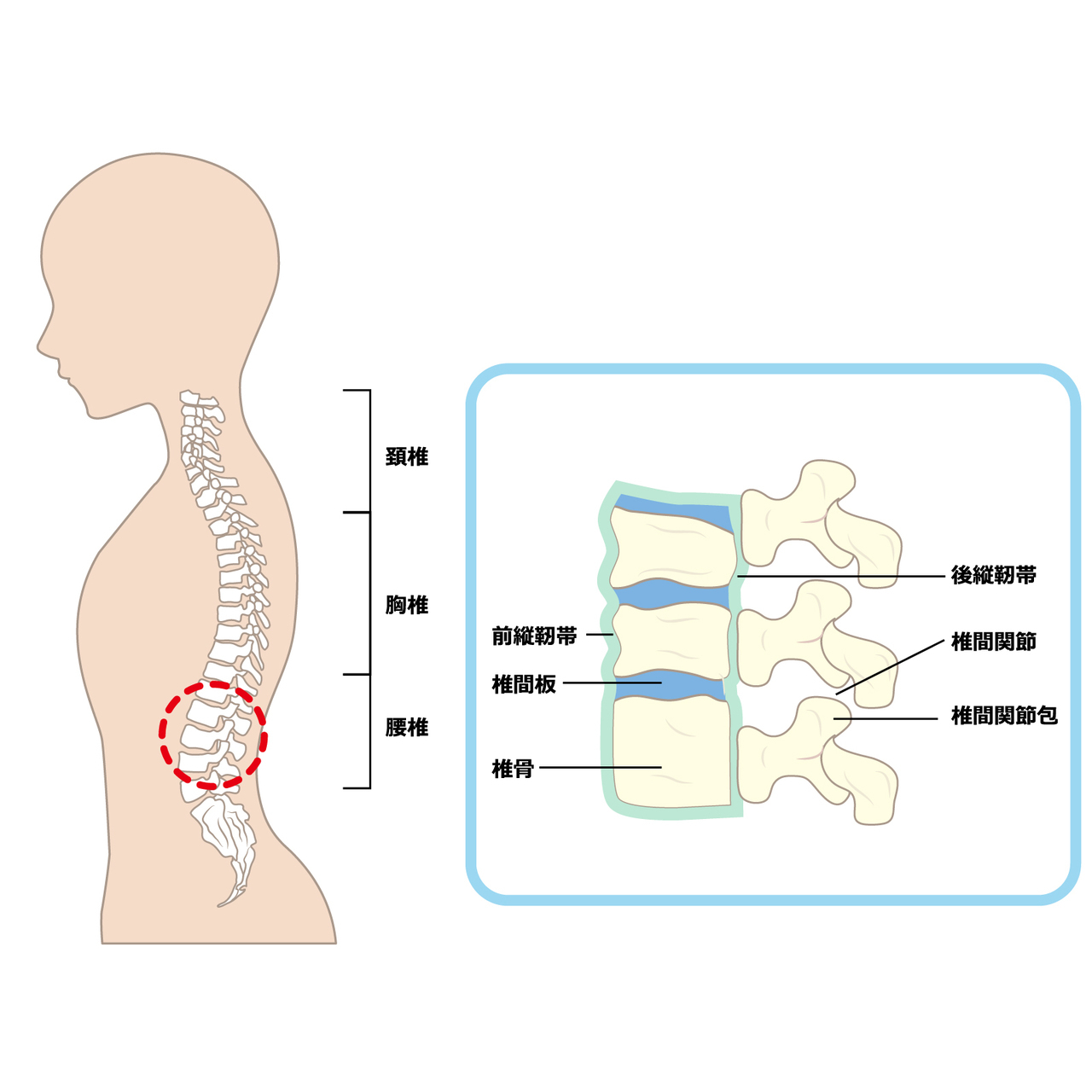 脊椎の解剖