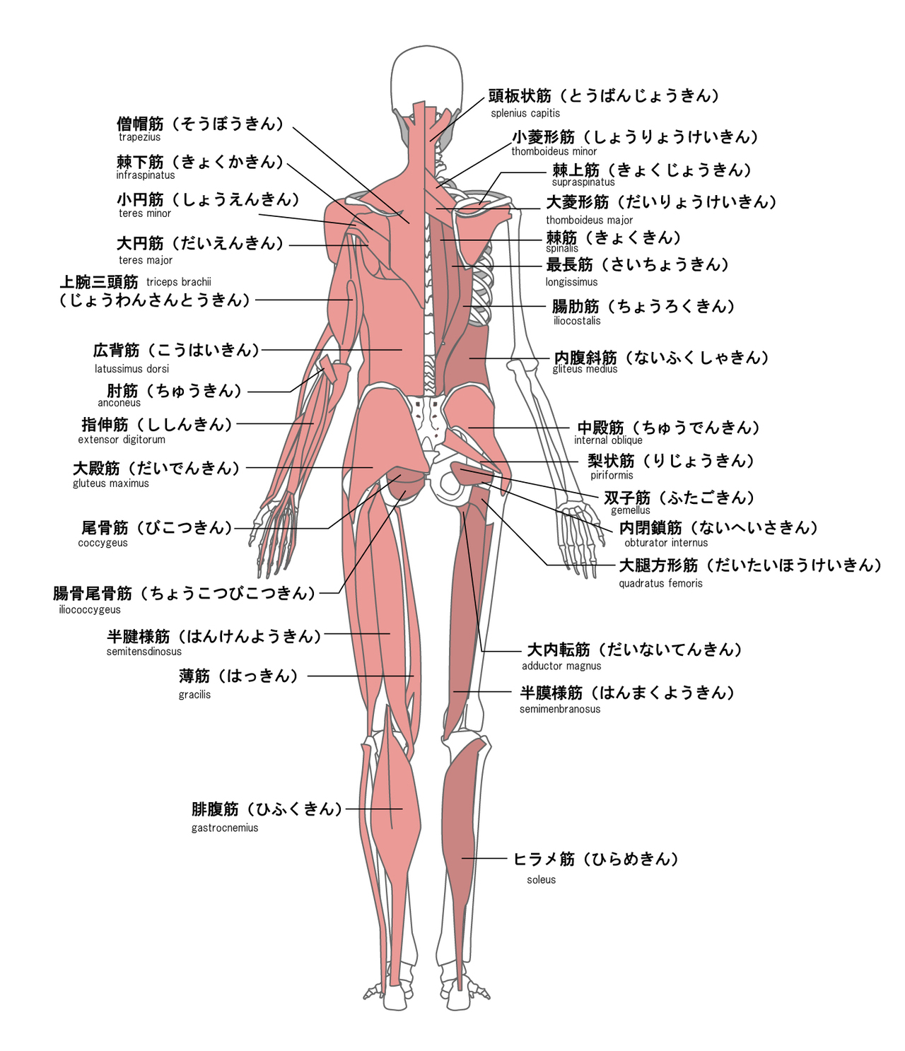 全身の筋肉の図