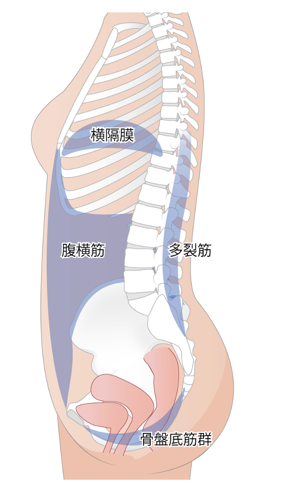 体幹筋