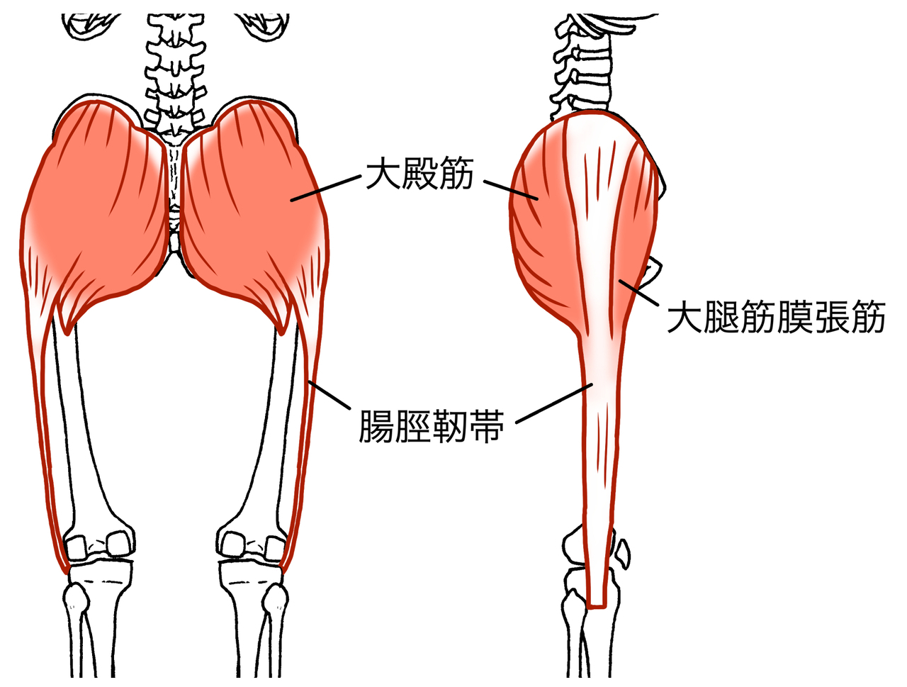 腸脛靭帯の構造