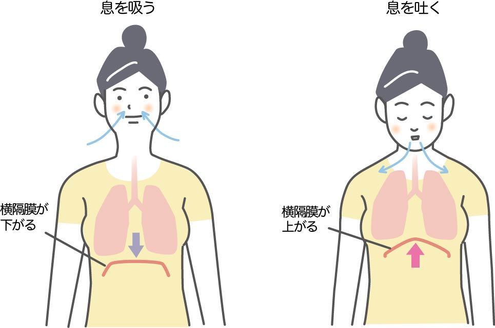 横隔膜と肺の動き