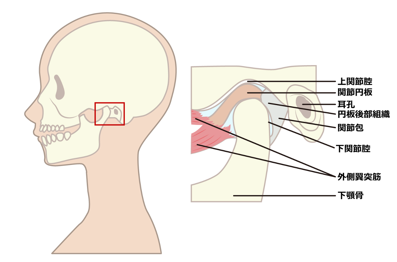 顎関節の構造