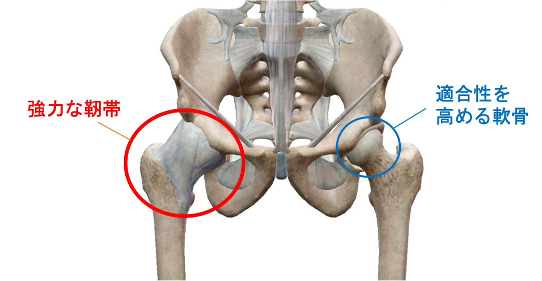 股関節の安定性