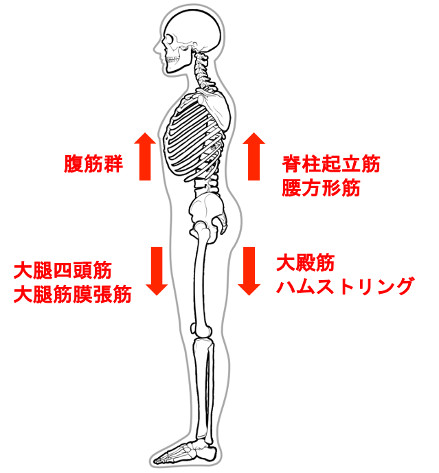 四方から引っ張られるようにバランスを取る骨盤