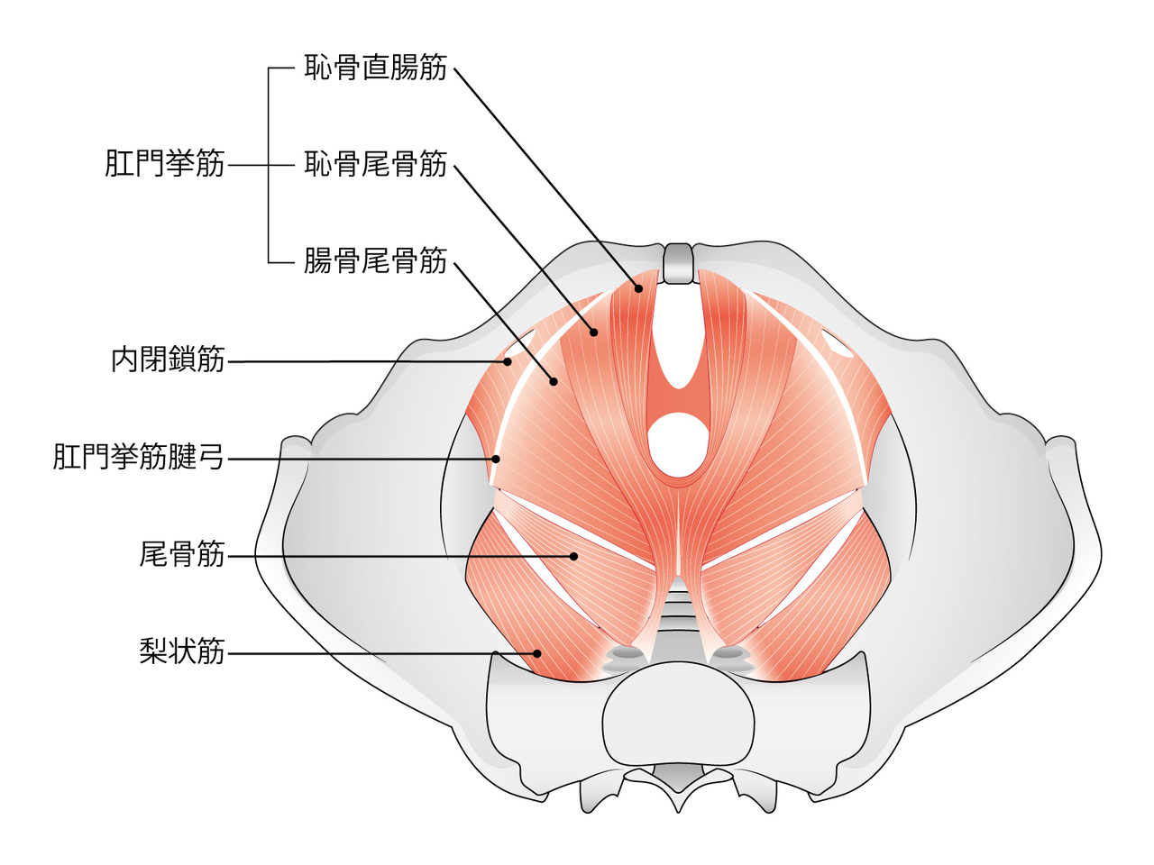 下から見た骨盤底筋