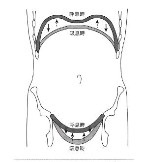 横隔膜と骨盤底筋の連動