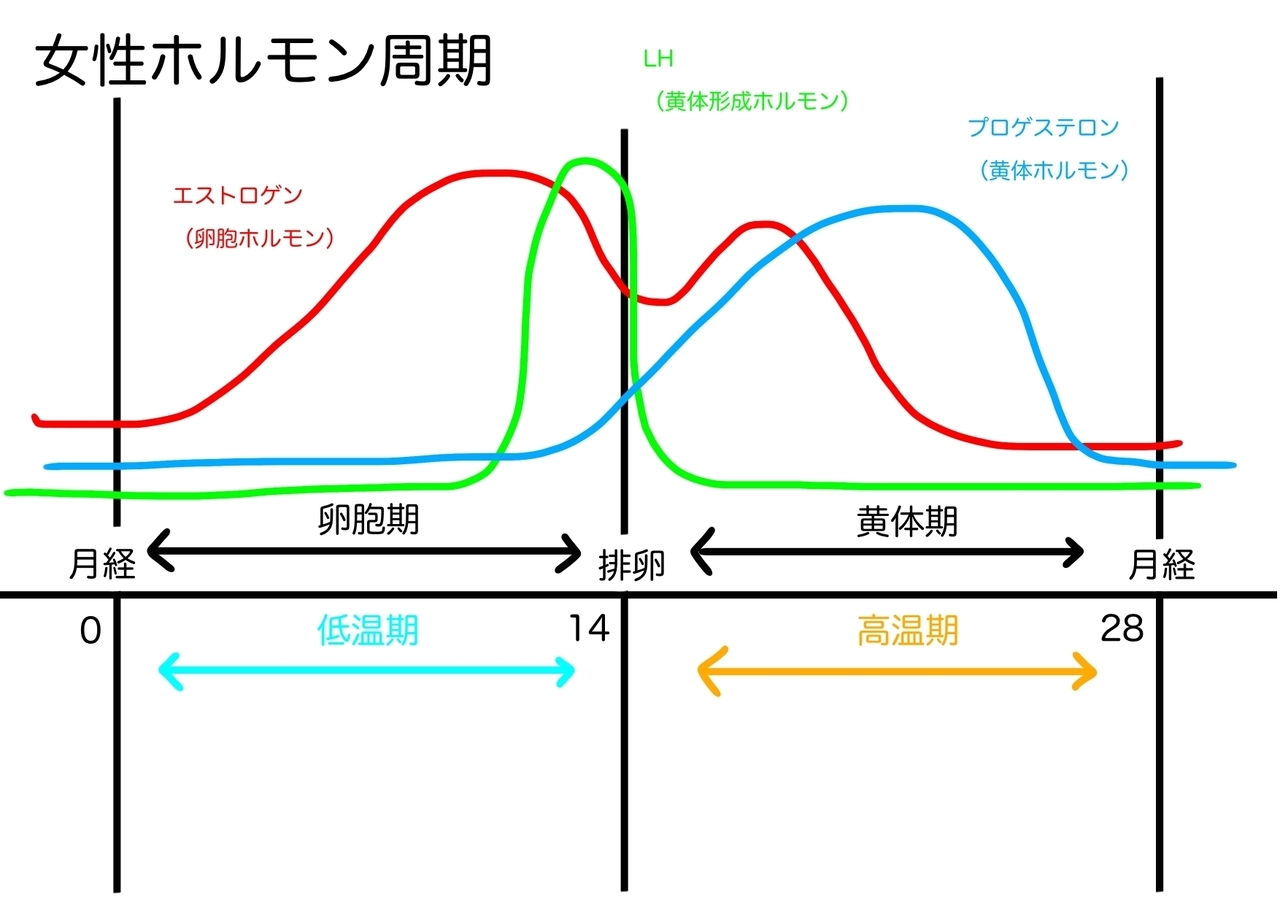 生理周期に伴うホルモンバランス