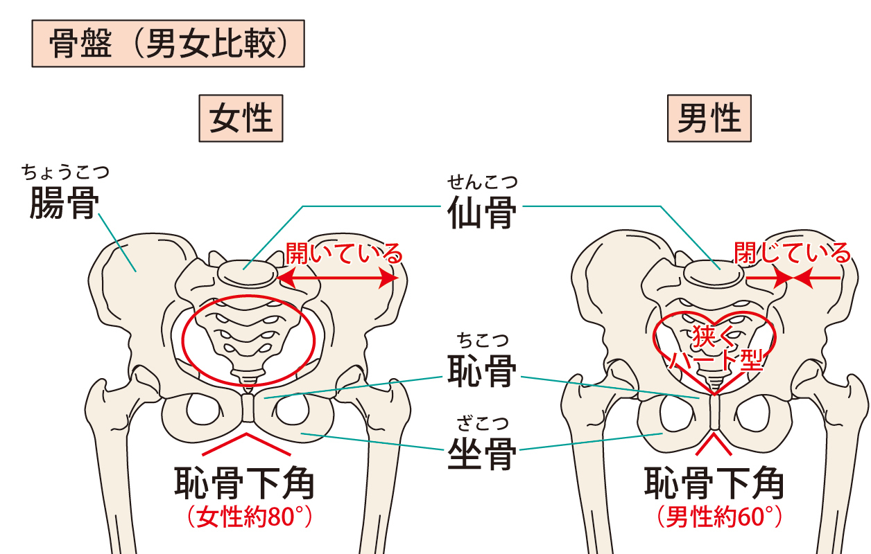 男女の骨盤の形状