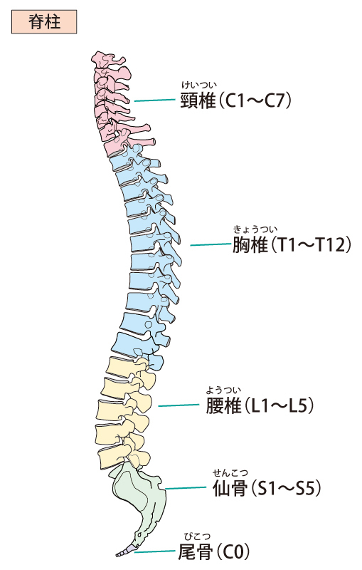 脊柱の画像